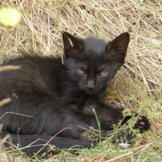 Image pour l'annonce Donne magnifiques chatons femelles
