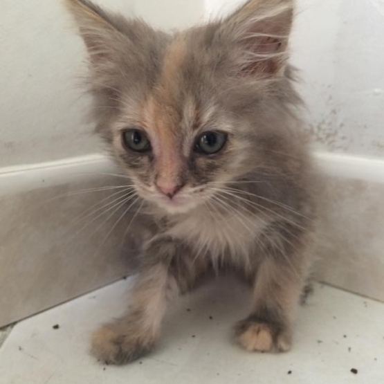 Image pour l'annonce Une chaton femelle à donner