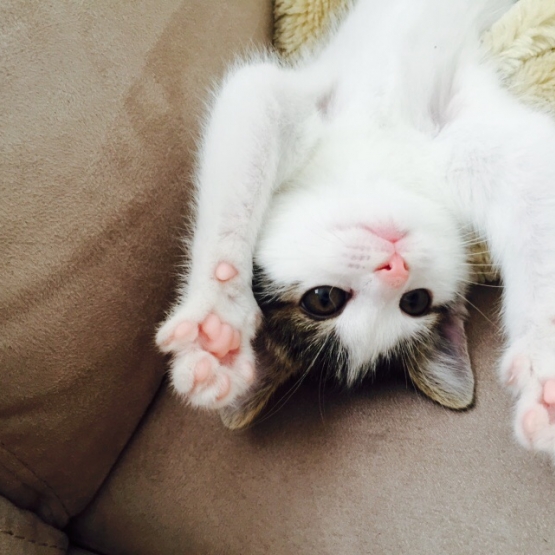 Image pour l'annonce donne chaton femelle