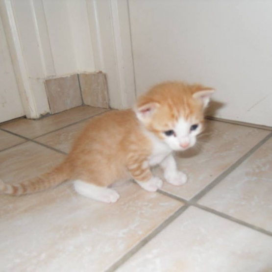 Image pour l'annonce Donne 5 chatons mâles
