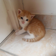 Image pour l'annonce Donne 5 chatons mâles