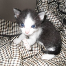 Image pour l'annonce Donne 5 chatons mâles