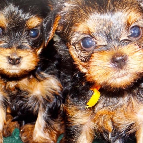 Image pour l'annonce Magnifiques Chiots Yorkshire Terrier Pour Adoption
