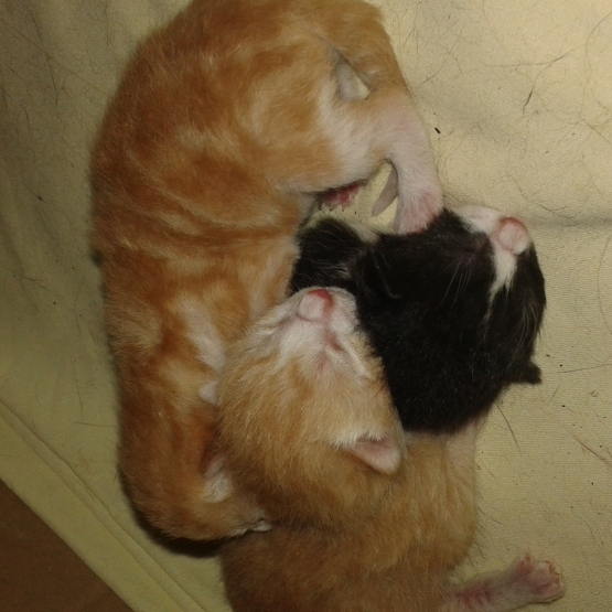 Image pour l'annonce donne chatons nés le 30/06