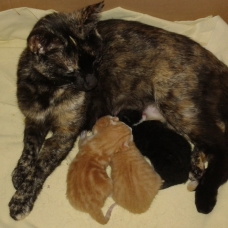 Image pour l'annonce donne chatons nés le 30/06