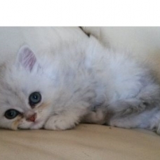 Image pour l'annonce CHATONS PERSAN CHINCHILLA LOOF