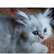 Image pour l'annonce CHATONS PERSAN CHINCHILLA LOOF