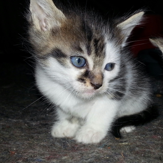 Image pour l'annonce Donne adorable chatons