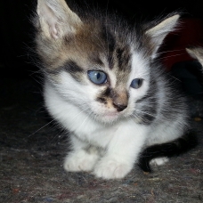 Image pour l'annonce Donne adorable chatons
