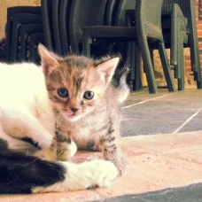 Image pour l'annonce Donne adorable chatons