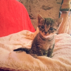 Image pour l'annonce Donne adorable chatons