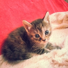 Image pour l'annonce Donne adorable chatons