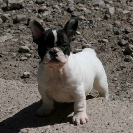 Image pour l'annonce vends affectueuse Bouledogue français femelle