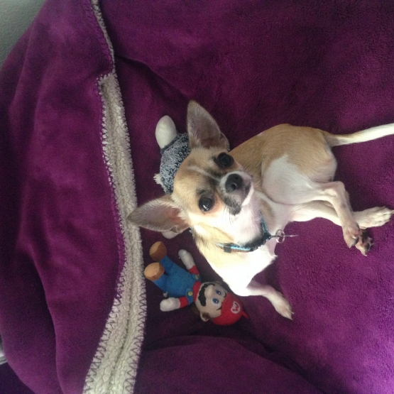 Image pour l'annonce chien chihuahua