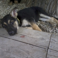 Image pour l'annonce Chiots Berger Allemand