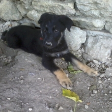 Image pour l'annonce Chiots Berger Allemand