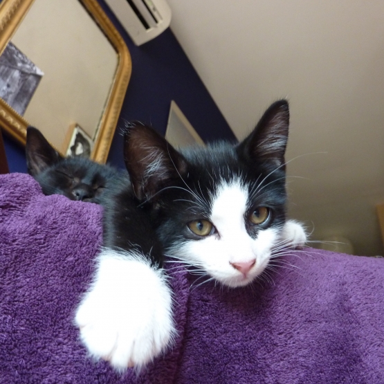 Image pour l'annonce Donne adorables chatons