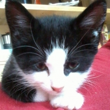 Image pour l'annonce Donne adorables chatons