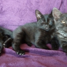 Image pour l'annonce Donne adorables chatons