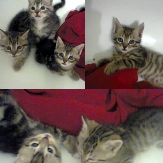 Image pour l'annonce Donnons 6 chatons type européens mâles et femelles