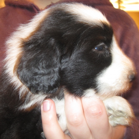 Image pour l'annonce vends chiot bearded colli