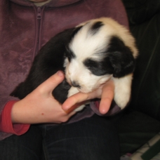 Image pour l'annonce vends chiot bearded colli