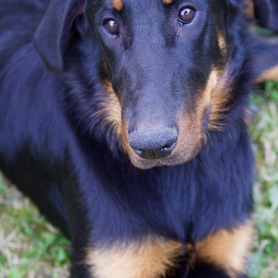 Image pour l'annonce Recherche famille d'accueil pour mon beauceron