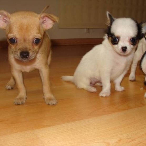 Image pour l'annonce Magnifique Chiots  CHIHUAHUA
