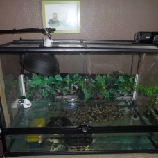 Image pour l'annonce vend 2 tortues d'eau + terrarium