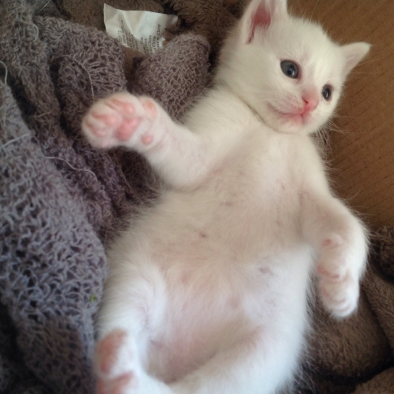 Image pour l'annonce Chaton à adopter