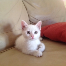 Image pour l'annonce Chaton à adopter