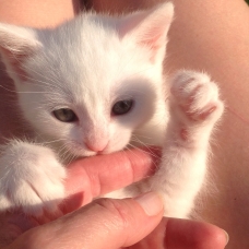 Image pour l'annonce Chaton à adopter