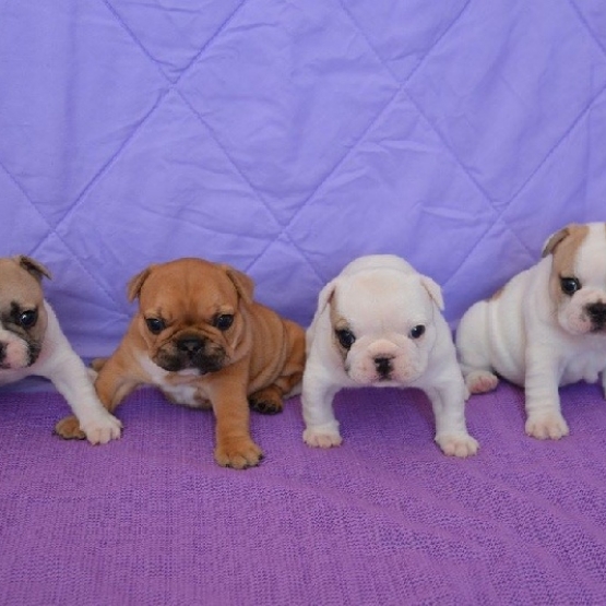 Image pour l'annonce Vends chiots Bouledogue Français