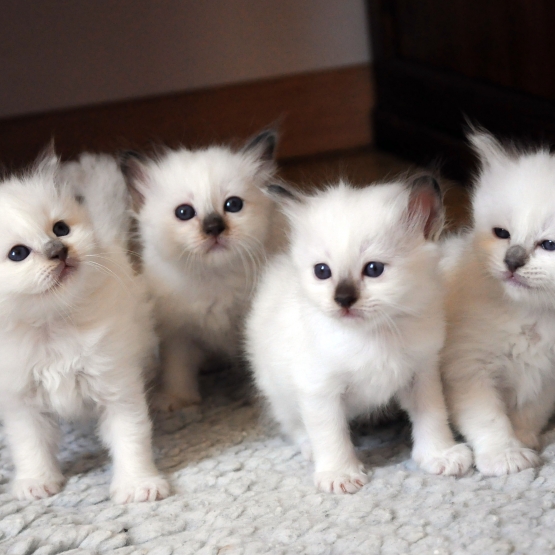 Image pour l'annonce Chatons Sacrés de Birmanie LOOF