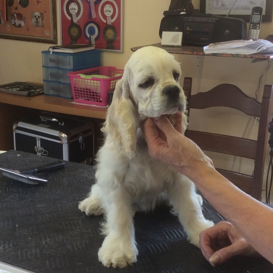Image pour l'annonce cocker américain femelle chiot
