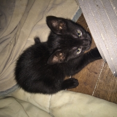Image pour l'annonce Chaton européen
