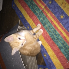 Image pour l'annonce Chaton européen
