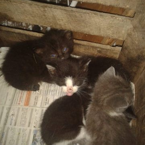 Image pour l'annonce Donne 5 chatons