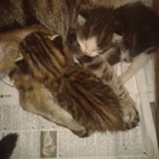 Image pour l'annonce Donne 5 chatons