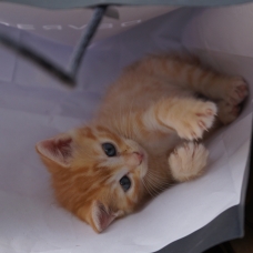 Image pour l'annonce Don petit chaton