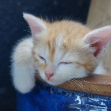 Image pour l'annonce Don petit chaton