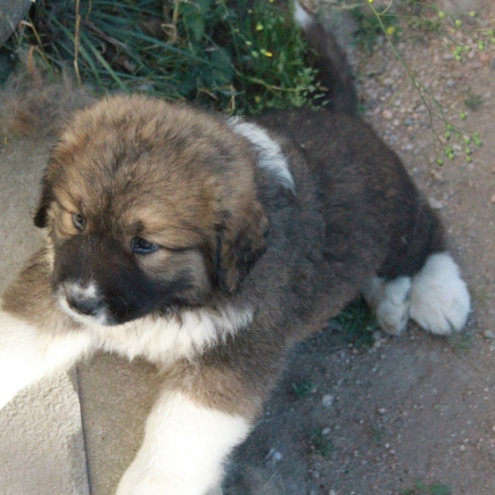 Image pour l'annonce Vends chiots Berger du Caucase