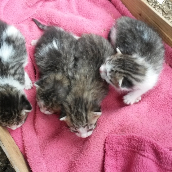 Image pour l'annonce Donne chatons
