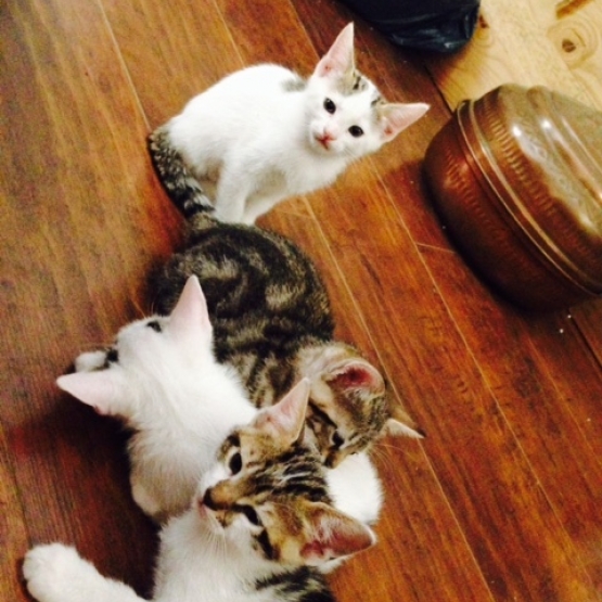 Image pour l'annonce Donne chatons mâles et femelles