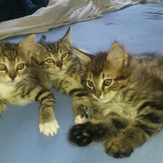 Image pour l'annonce donne adorable petit chatons