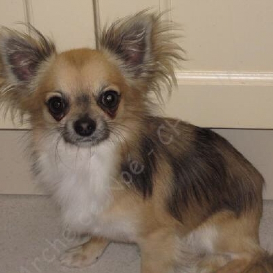 Image pour l'annonce Magnifique Chiots Chihuahua