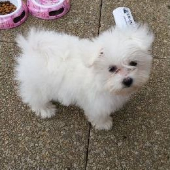 Image pour l'annonce Chiot Bichon Maltais Pure Race Femelle, a donner contre bon soins