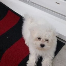 Image pour l'annonce Chiot Bichon Maltais Pure Race Femelle, a donner contre bon soins