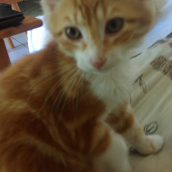 Image pour l'annonce Donne très joli Chaton