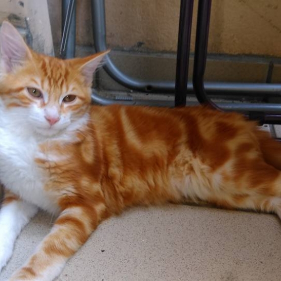 Image pour l'annonce Donne très joli Chaton
